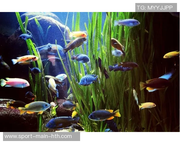 今日趣图:探讨鱼缸中的咸水鱼与淡水鱼共存的可能性与挑战 今日趣图:探讨鱼缸中的咸水鱼与淡水鱼共存的可能性与挑战